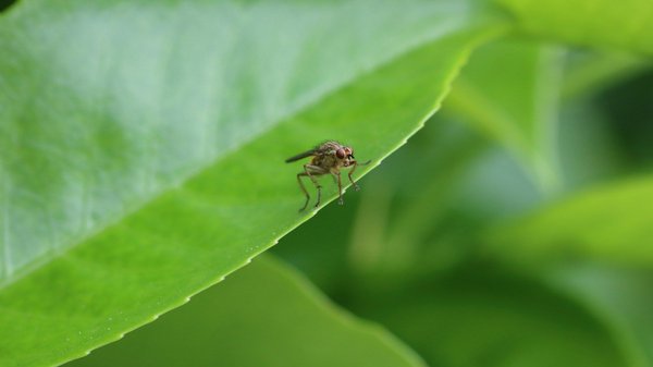 What Are Effective Biocontrol Methods for Greenflies in UK Greenhouses?