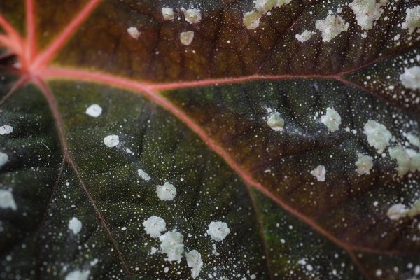 How to Safely Treat Powdery Mildew in a UK Organic Fruit Orchard?